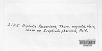 Microdiplodia passeriniana image